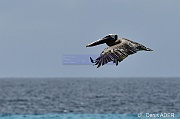 Pelecanus occidentalis Pelican brun brown pelican DSC_7982_00109_tn